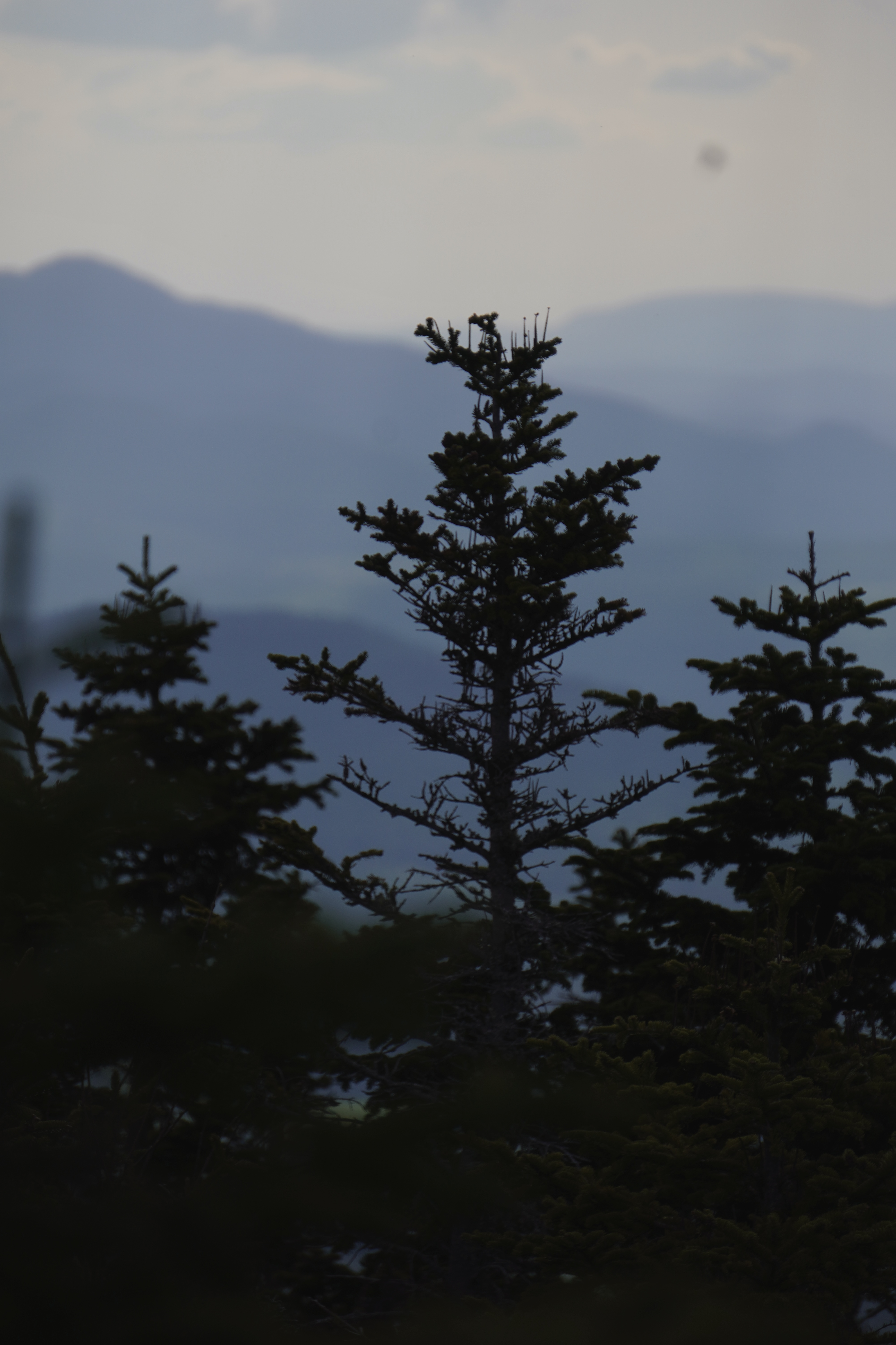 views of trees and mountain range at cascade mountain