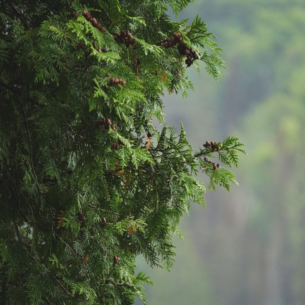 Trees and Scenery in Algonquin park