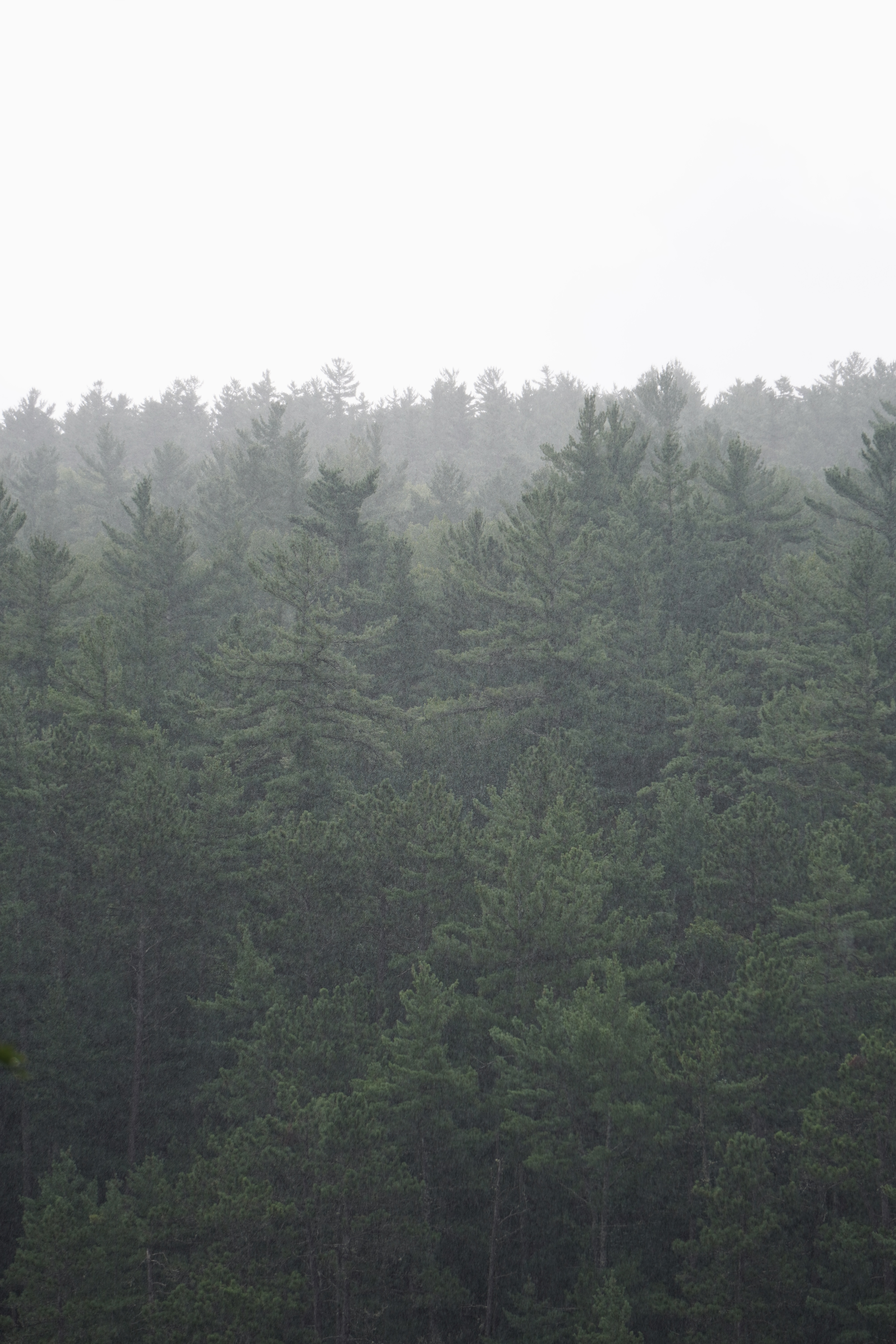 treeline in algonquin park