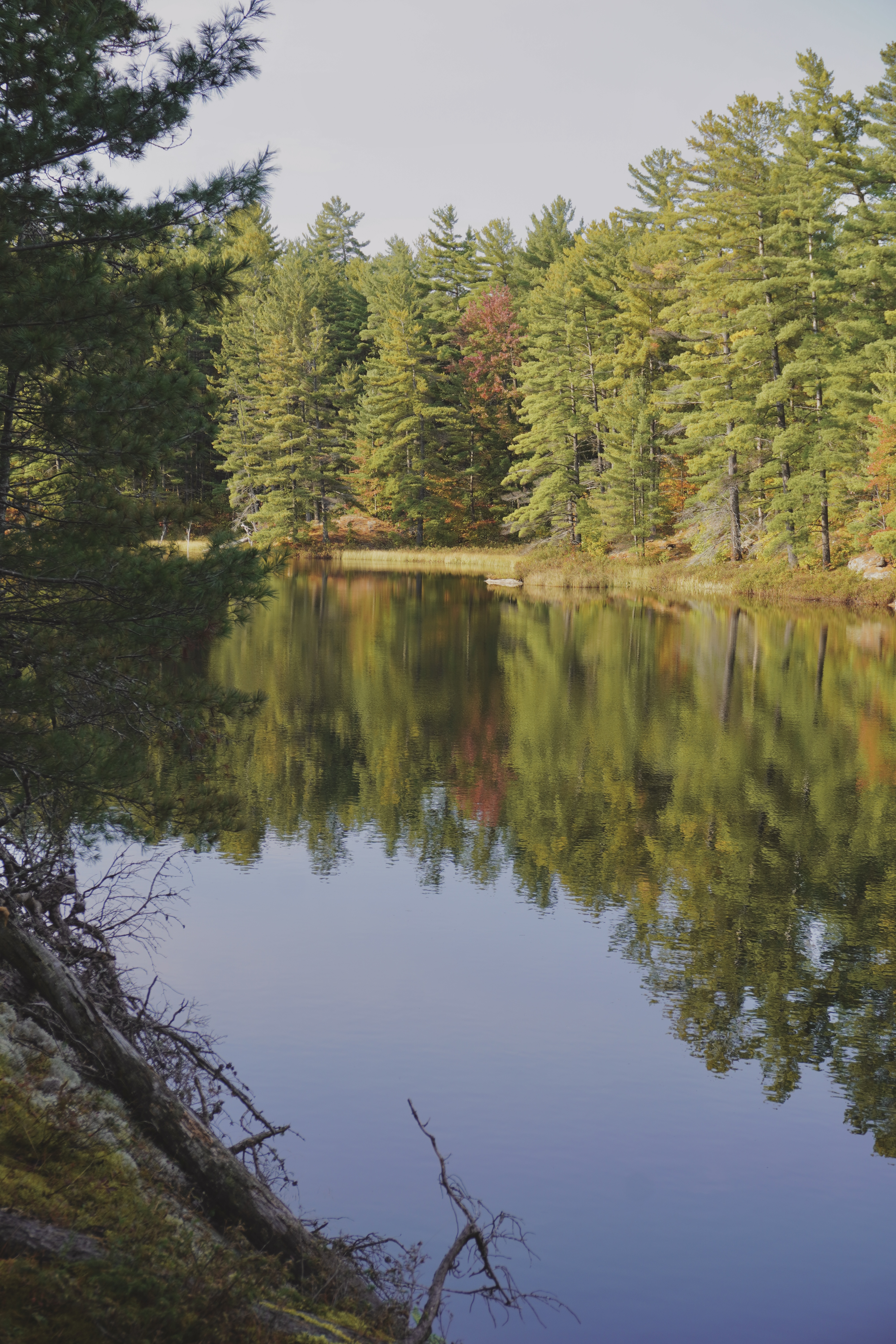 lake views with reflection of trees in the water